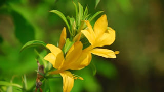 Vastu Plants: ఇంటి ముందు ఏ మొక్కలు నాటితే మంచిది..? లక్ష్మీదేవి కటాక్షం ఉండాలంటే ఇలా చేయండి..