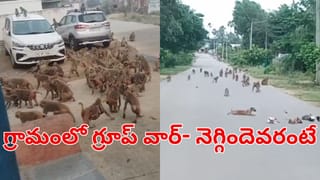 Watch: ఆ గ్రామంలో కుప్పలు తెప్పులుగా కోతుల గుంపులు.. బయటకెళ్లేందుకు జంకుతున్న జనాలు!