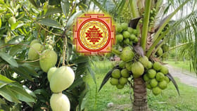 వాస్తు టిప్స్ : కొబ్బరి, మామిడి చెట్లు.. ఏ దిక్కులో ఉండాలో తెలుసా