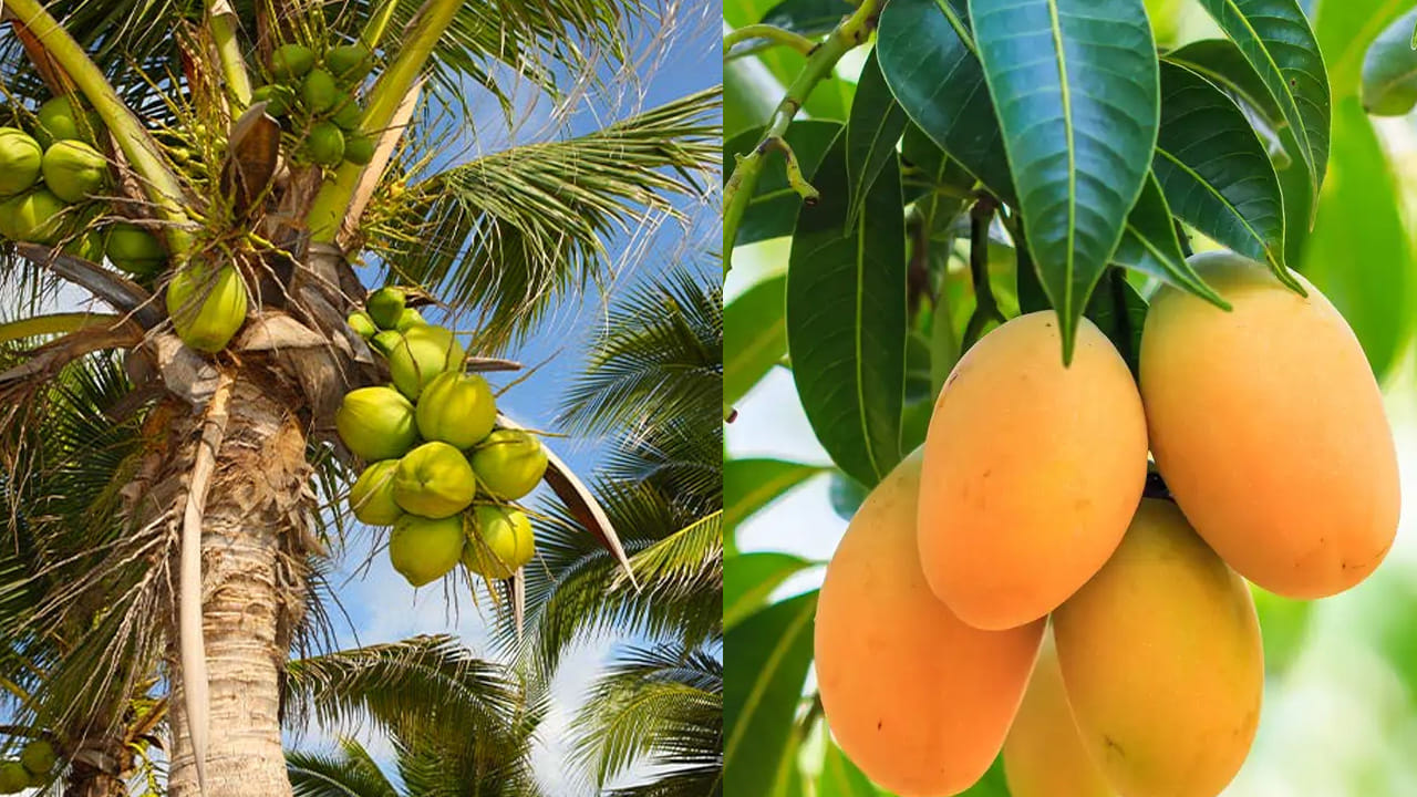 ఇంటి లోపల చాలా మంది అనేక రకాల మొక్కలు, చెట్లను నాటుకుంటారు. కొంత మంది పూల మొక్కలను ఇంటిలో ఎక్కువగా పెంచుకుంటే, మరికొంత మంది కూరగాయలు, పండ్ల మొక్కలు పెంచుకుంటారు. అయితే చాలా మంది పెంచుకునే వాటిలో కొబ్బరి చెట్టు, మామిడి చెట్టు ఉండటం చూస్తుంటాం. అయితే వాస్తు శాస్త్రం ప్రకారం, ఇవి రెండు ఏ దిశలో ఉంటే మంచిదో ఇప్పుడు చూద్దాం.