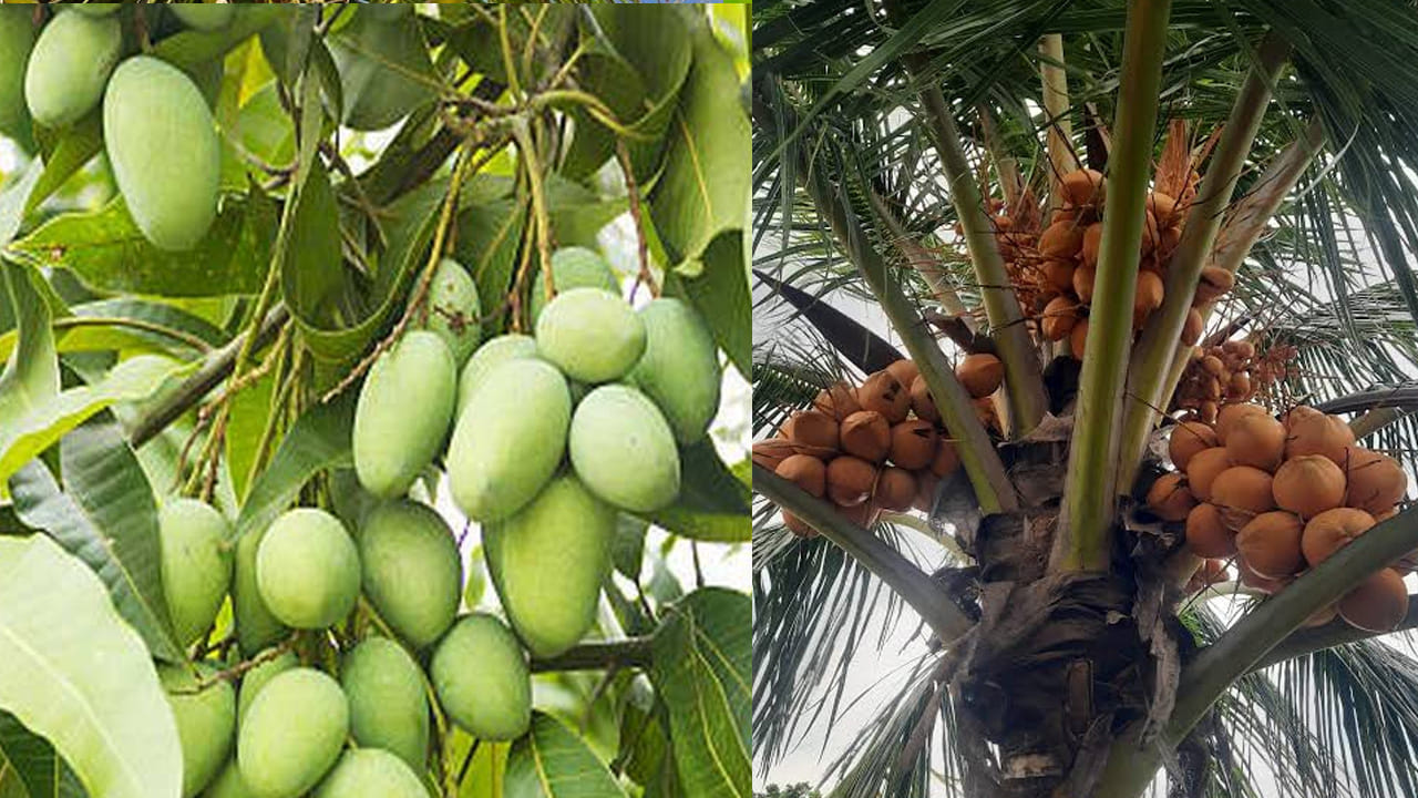 ఇంటిలో కొబ్బరి , చెట్టు మామిడి చెట్టు ఉంటే, వీటిని దక్షిణం దిశలో పెంచాలని చెబుతున్నారు వాస్తు శాస్త్ర నిపుణులు. ఎందుకంటే ఈ దిశలో పెట్టడం వలన అదృష్టం కలిసి వస్తుందంట. అంతే కాకుండా ఆర్థిక పురోగతి కూడా ఉంటుందని చెబుతున్నారు పండితులు.