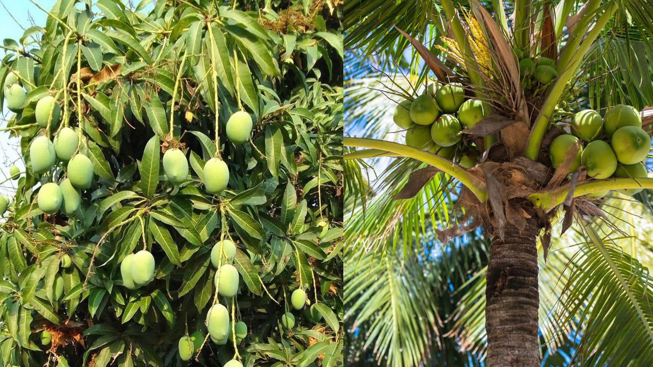 ఇక కొంత మంది వీటిని ఈశాన్యం దిశలో పెంచుకుంటారు. కానీ ఇది అస్సలే మంచిది కాదంట. వాస్తు శాస్త్రం ప్రకారం, ఇంటిలోపల కొబ్బరి చెట్టు, మామిడి చెట్టు రెండూ కూడా ఈశాన్యం దిశలో ఉంటే ఆ ఇంట ఆర్థిక సమస్యలు, అనారోగ్య సమస్యలు అధికంగా ఉంటాయంట. అందుకే ఈ దిశలో ఎట్టి పరిస్థితుల్లో పెంచుకోకూడదు.