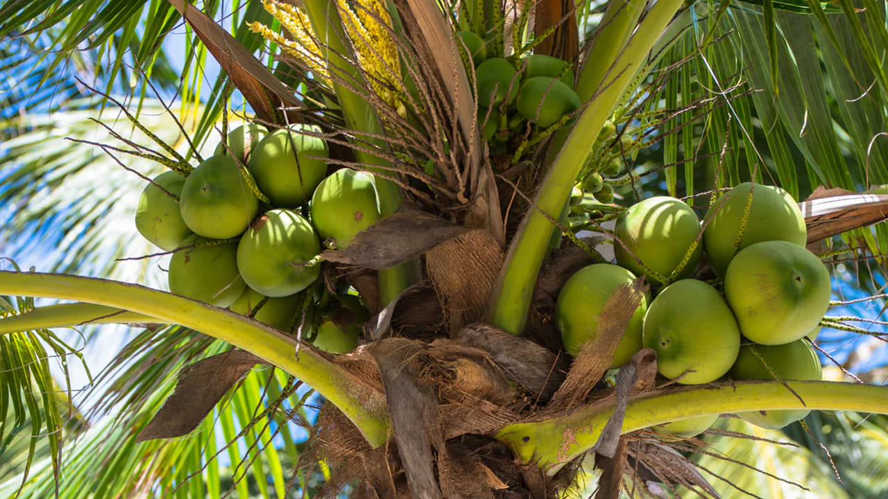 అంతే కాకుండా ఇంటి ప్రధాన ద్వారానికి ఎదురుగా కూడా ఈ చెట్లను పెంచడం అశుభకరం. వాస్తు ప్రకారం, ఇంటి పై చెట్ల నీడ పడే విధంగా, ఇంటి ప్రధాన ద్వారానికి ఎదురుగా ఈ రెండు చెట్లను పెంచడం దురదృష్టానికి సంకేతం.