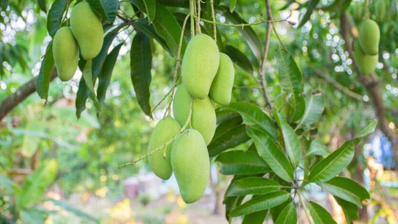 నోట్ : ఈ వార్తలలో ఇవ్వబడిన సమాచారం మత విశ్వాసాలపై ఆధారపడి ఉంది. పాఠకుల ఆసక్తి మేరకు.. పలువురు పండితుల సూచనలు, వారి తెలిపిన అంశాల ఆధారంగా అందించినవి మాత్రమే.. వీటిలో ఎలాంటి శాస్త్రీయ ఆధారాలు లేవని పాఠకులు గమనించాలి. టీవీ9 తెలుగు దీనిని ధృవీకరించలేదు.