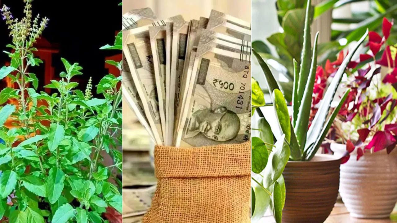 Vastu Plants: ఇంటి ముందు ఏ మొక్కలు నాటితే మంచిది..? లక్ష్మీదేవి కటాక్షం ఉండాలంటే ఇలా చేయండి..