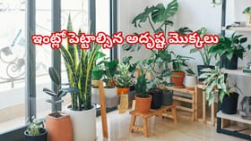 ఈ మొక్కలు ఉంటే ఖర్చులు తగ్గి ఆదాయం పెరుగుతుంది..డబ్బు వర్షం ఖాయం!