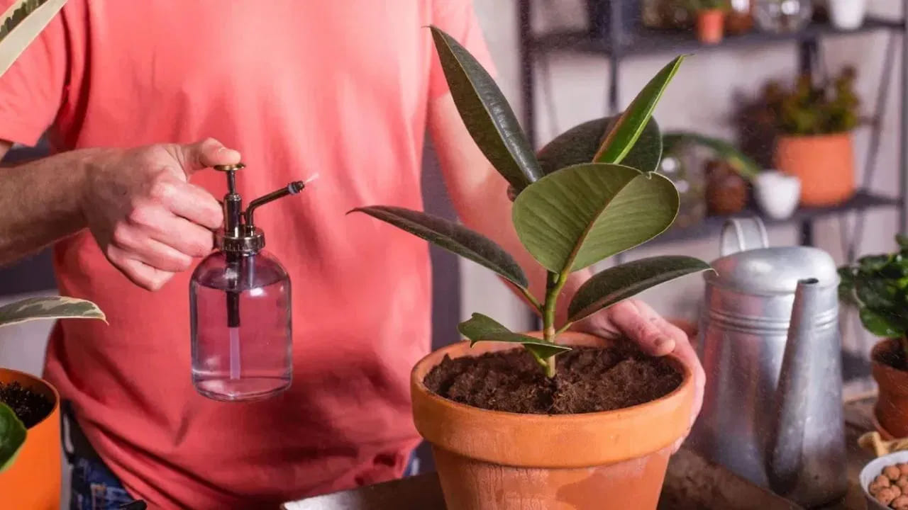 Vastu Tips: ఇంట్లో ఈ మొక్కలు పెంచండి.. ఆరోగ్యంతోపాటు ఐశ్వర్యం మీ సొంతం..! Vastu Tips: ఇంట్లో ఈ మొక్కలు పెంచండి.. ఆరోగ్యంతోపాటు ఐశ్వర్యం మీ సొంతం..!