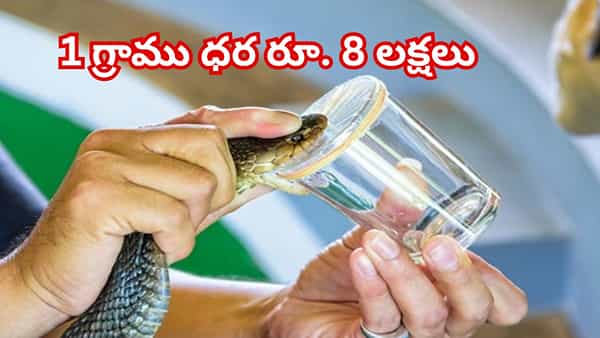 1 గ్రాము రూ.8 లక్షలు.. ప్రపంచంలోనే అత్యంత ఖరీదైన, ప్రమాదకరమైన విషం ఇదే!