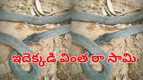 వార్నీ ఇదెక్కడి వింత.. తనను తానే మింగేస్తున్న పాము!