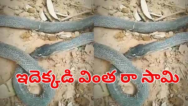 Viral Video: వార్నీ ఇదెక్కడి వింత.. తనను తానే మింగేస్తున్న పాము! ఎందుకో తెలుసా?