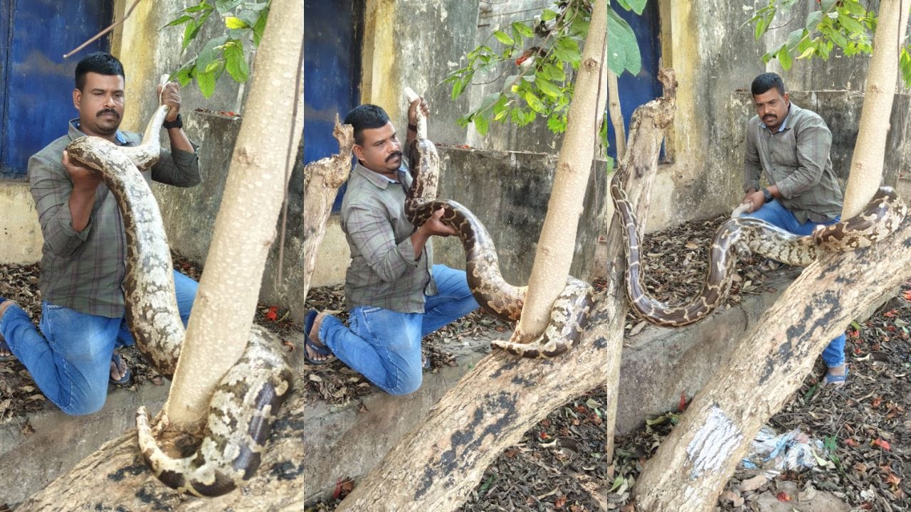 Andhra News: వామ్మో ఇదేంది భయ్యా ఇంతుంది.. స్నేక్ క్యాచర్కే చుక్కలు చూపించిన బిగ్ పైథాన్!