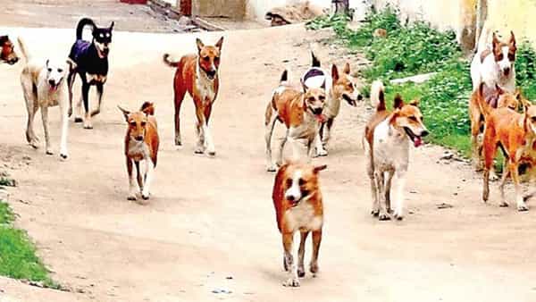 Andhra News: టీకా వేసినా దక్కని ఫలితం.. కుక్క కరిచిన కొన్ని రోజులకే బాలుడు మృతి.. అసలేం జరిగిందంటే?