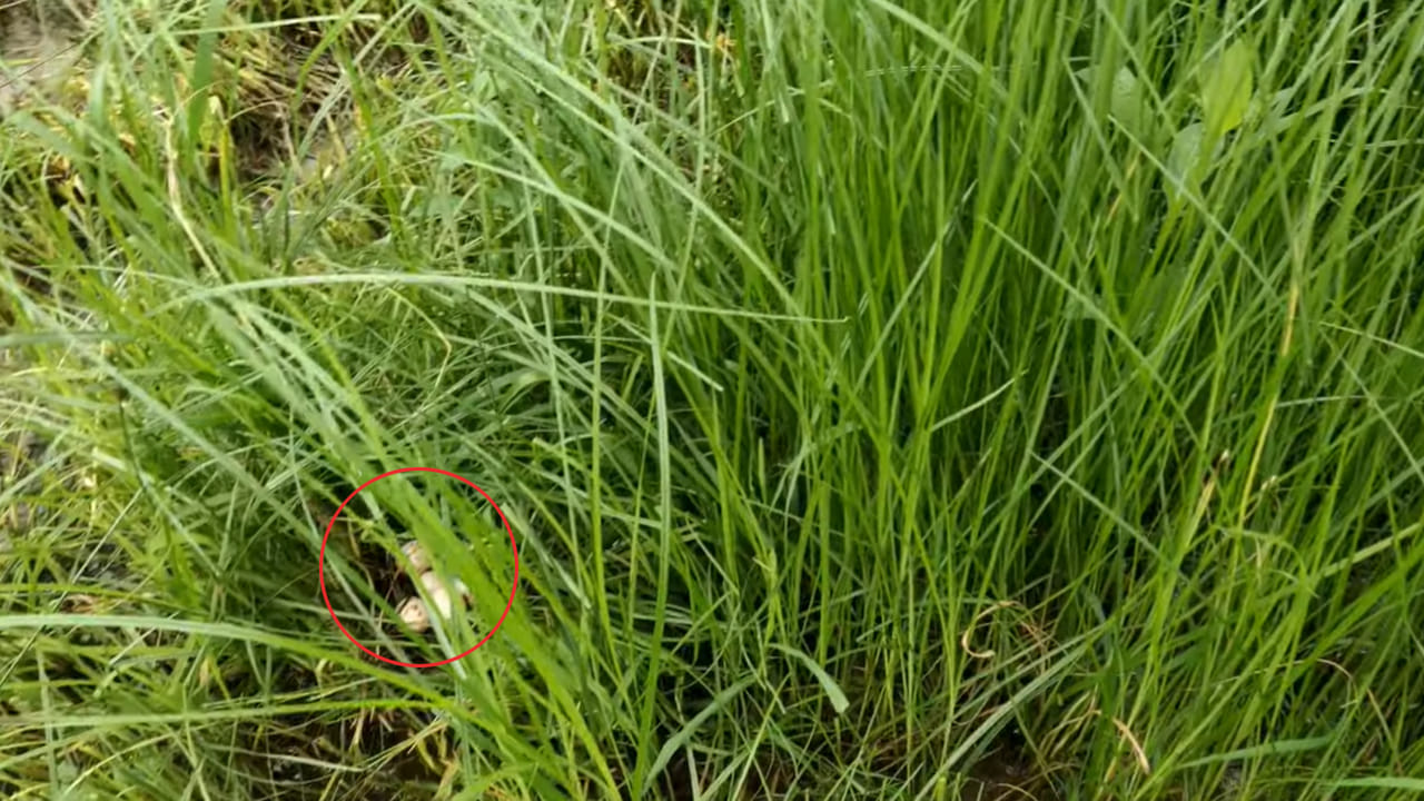 Andhra: పశువులకు గడ్డి కోస్తుండగా.. ఏం కనిపించాయో తెలుసా..?