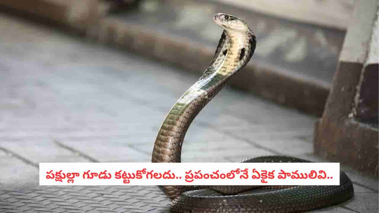 King Cobra Facts: బిడ్డ కోసం వంద రోజులు పస్తులు.. ఈ ఆడ పాము తల్లి ప్రేమ తెలిస్తే కన్నీళ్లు ఆగవు..