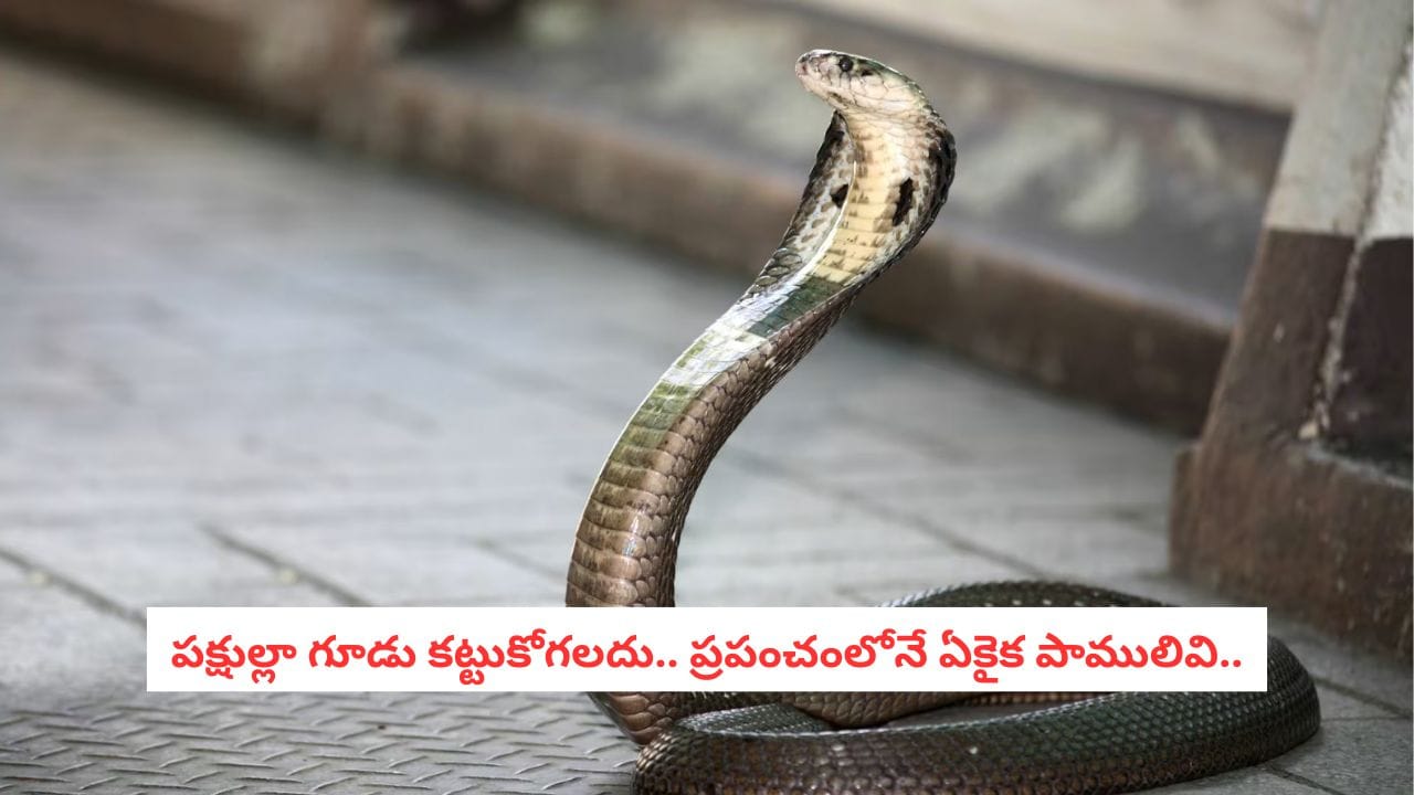 King Cobra Facts: బిడ్డ కోసం వంద రోజులు పస్తులు.. ఈ ఆడ పాము తల్లి ప్రేమ తెలిస్తే కన్నీళ్లు ఆగవు..