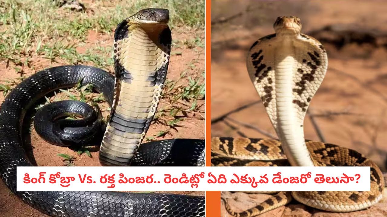 King Cobra vs Russell’s Viper: కింగ్ కోబ్రా కన్నా డేంజర్.. ఈ పాము కరిస్తే ప్రాణాలతో బయటపడ్డా నరకమే..