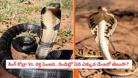 కింగ్ కోబ్రా Vs. రక్త పింజర.. రెండిట్లో ఏది ఎక్కువ డేంజరో తెలుసా?