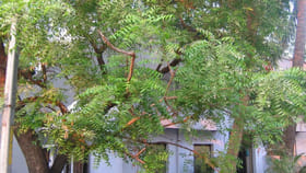 ఇంటి ముందు వేప చెట్టు ఉంటే ఏమవుతుంది..? అసలు నిజం తెలిస్తే..