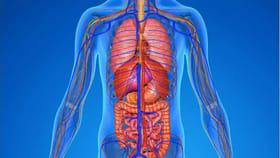 శరీరంలో ఏ అవయవం ఎక్కువగా పనిచేస్తుందో తెలుసా..?