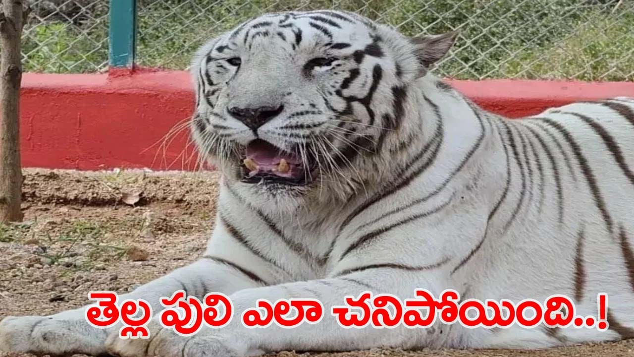 సందర్శకులతో సరదా ఉండే ఆ తెల్ల బెబ్బులికి ఏమైంది..! మరణానికి కారణాలేంటి..!