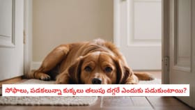 సోఫాలు, పడకలున్నా కుక్కలు తలుపు దగ్గరే ఎందుకు పడుకుంటాయి?