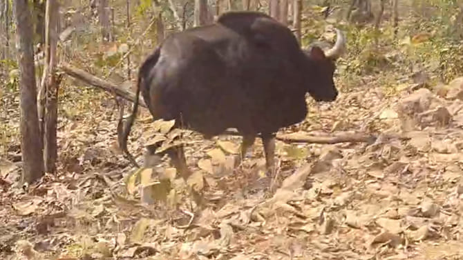 కవ్వాల్ రారాజు.. కెమెరా కంటికి చిక్కింది.. దాని రాజసం చూశారా..?