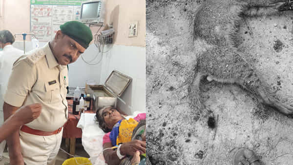 Anantapur: పొద్దున్న ముగ్గురిపై దాడి చేసి గాయపరిచింది.. సాయంత్రం అయ్యేసరికి ఇలా..
