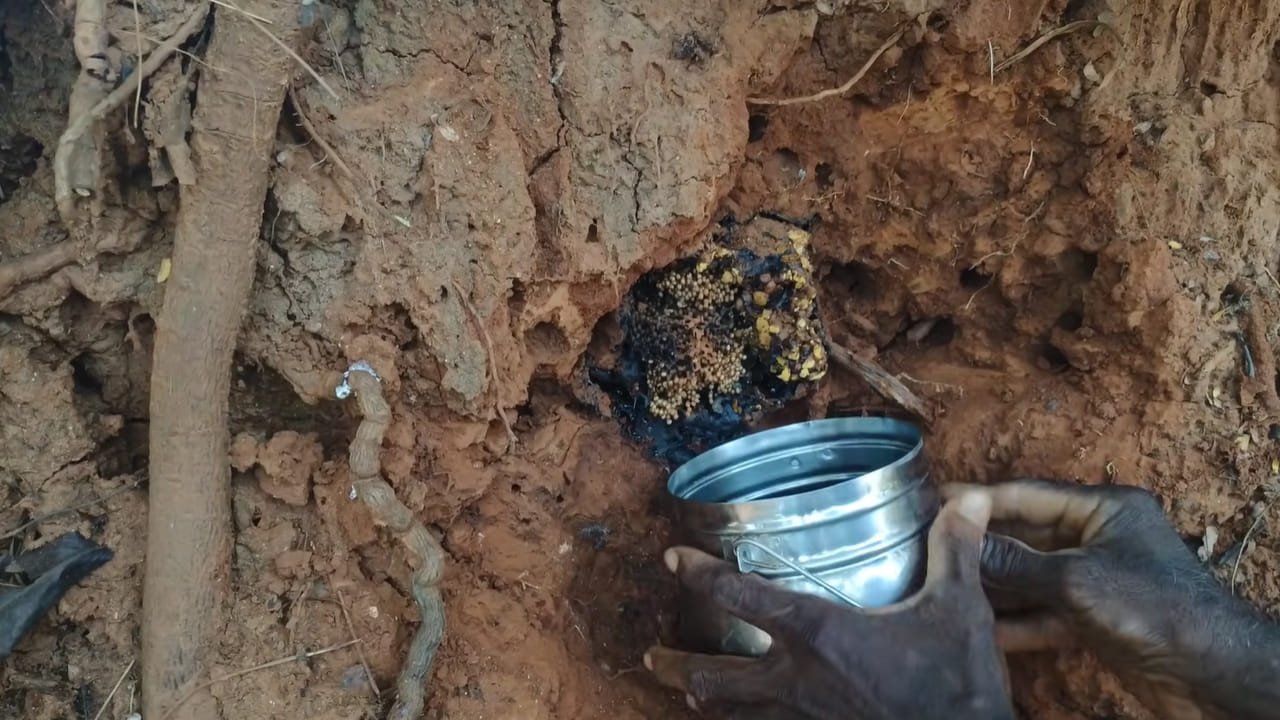 Wild Honey: జుంటి తేనె మీకు తెలుసా..? అడవిలో దొరికే అమృతం…