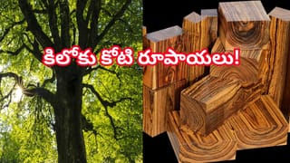 Viral Video: ఆటోలో సైడ్ బిజినెస్.. ఏకంగా వెనుక సీట్లోనే సొంత దుకాణం..! చూస్తే అవాక్కే..
