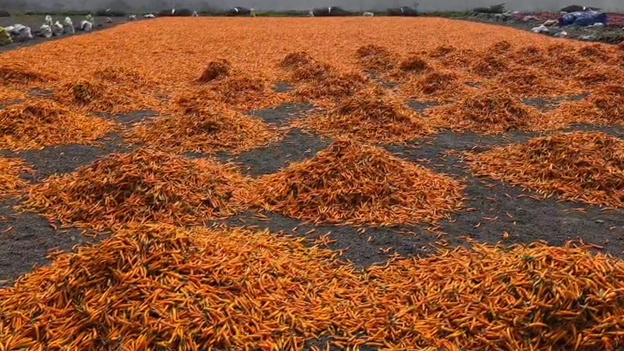  ఈ క్రమంలోనే ప్రత్యామ్నాయ సాగుపట్ల రైతులు మక్కువ చూపుతున్నారు. ఈ ఏడాది సీజన్ దేవ నూర్ డీలక్స్, బ్యాడిగి, తేజ రకాలు అత్యధికంగా 25 వేల నుండి 30 వేల రూపాయల ధర పలికాయి. సాధారణంగా పది వేల నుండి ఇరవై వేల ధర పలికే మిర్చి రకాలే అధికంగా సాగు చేస్తుంటారు. చీడపీడలు పెరిగిపోవడంతో పాటు సాగు ఖర్చులు పెరగడంతో రైతులు నష్టాల పాలవుతున్నారు.