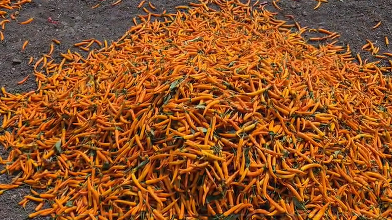  దీంతో ఎల్లో మిర్చి సాగు చేసేందుకు ముందుకొస్తున్నారు. ఈ ఏడాది ఒక్క గుంటూరు జిల్లాలోనే వెయ్యి ఎకరాల్లో మిర్చి సాగు చేసినట్లు రైతులు చెప్పారు. వ్యవసాయ ఖర్చులు పెరిగినప్పటికీ దిగుబడులు, ధర అధికంగా ఉండటంతో ఎల్లో మిర్చి సాగు చేసినట్లు తెలిపారు. మేడి కొండూరు మండలంలోని మందపాడు, విశదల, సిరిపురంల్లో అధికంగా సాగు చేశారు. 