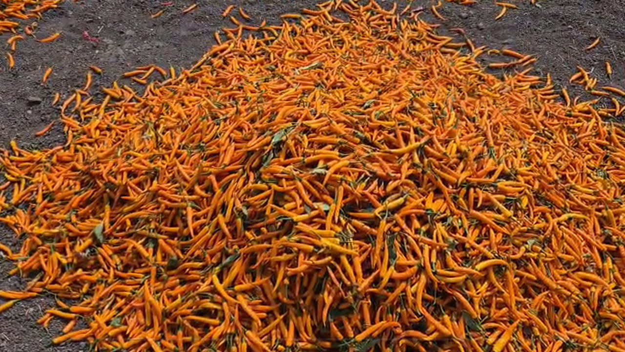 గతంలో అత్యధికంగా క్వింటా 50 వేల రూపాయల ధర కూడా పలికింది. అయితే సాధారణ మిర్చి సాగు ఖర్చుతో పోల్చితే ఎకరానికి పది వేల రూపాయల వరకూ అధికంగా ఉంటుంది. అయినప్పటికీ రైతులు మాత్రం ఎల్లో మిర్చి సాగు చేస్తే లాభాలు వస్తాయన్న ఆశతో మక్కువ చూపుతున్నారు. ఎర్ర మిర్చి సాగు ఏవిధంగా అయితే ఉంటుందో అదే విధంగా ఎల్లో మిర్చి సాగు కూడా ఉంటుంది. చీడపీడల బెడద కూడా తక్కువుగా ఉన్నట్లు రైతులు చెబుతున్నారు. 