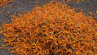 Chamomile Tea: చామంతి హెర్బల్‌ టీ.. రోజు ఓ కప్పు తాగితే ఎంతో ఉల్లాసం మరెంతో ఉత్సాంహం మీ సొంతం!