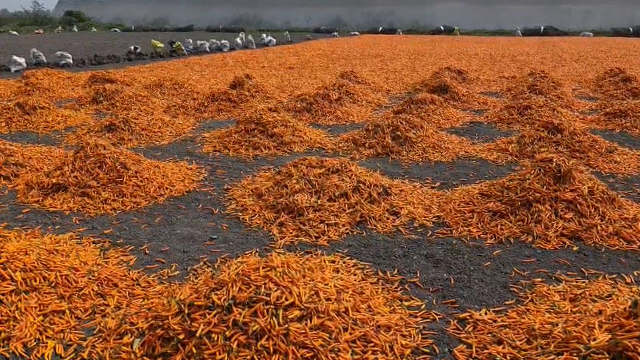 అధిక దిగుబడి.. ఎకరానికి 25 నుండి 30 క్వింటాళ్ల దిగుబడి వస్తున్నట్లు రైతులు తెలిపారు. సాధారణ ఎర్ర మిర్చి 15 నుండి 25 క్వింటాళ్ల దిగుబడి మాత్రమే ఇస్తుండగా ఎల్లో మిర్చి సాగు చేస్తే ఎకరానికి పది క్వింటాళ్ల అధిక దిగుబడి వస్తుంది. మరొక వైపు సాధారణ ఎర్ర మిర్చి క్వింటా ధర పది వేల నుండి ప్రారంభమయి 20 వేల రూపాయలు వరకూ పలుకుతుంది. అదే ఎల్లో మిర్చి అయితే ప్రారంభ ధరే 25 వేల రూపాయలు ఉంటుంది. 