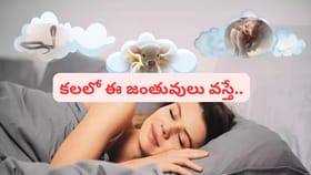 క‌ల‌లో ఏ జంతువు క‌నిపిస్తే ఎలాంటి ఫలితం వస్తుందో తెలుసా..?