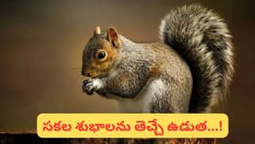 Hindu Belief: ఉడుత ఇంటికి వస్తే శుభమా.? అశుభమా..? ఇది తెలుసుకోండి
