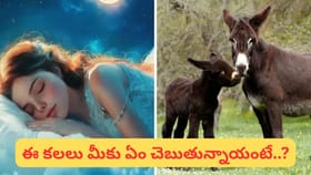 కలలో గాడిద.. శుభమా అశుభమా? అలా కనిపిస్తే ప్రేమను కోల్పోతారా..?