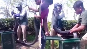 వామ్మో.. ఇంత పెద్ద పాము.. చూస్తేనే ఉపిరి ఆగుతోంది..!