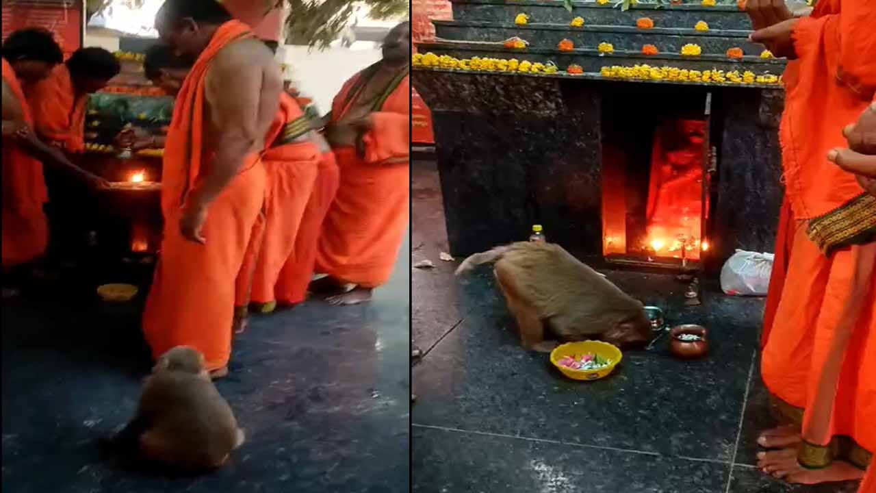 Telangana: రామాలయంలో అద్భుతం.. అంజనేయుడికి హారతి, మొక్కులు చెల్లించిన వానరం!
