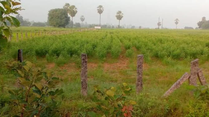 రోడ్డు పక్కన పొలం నుంచి అదే పనిగా శబ్దాలు.. ఏంటా అని వెళ్లి చూడగా