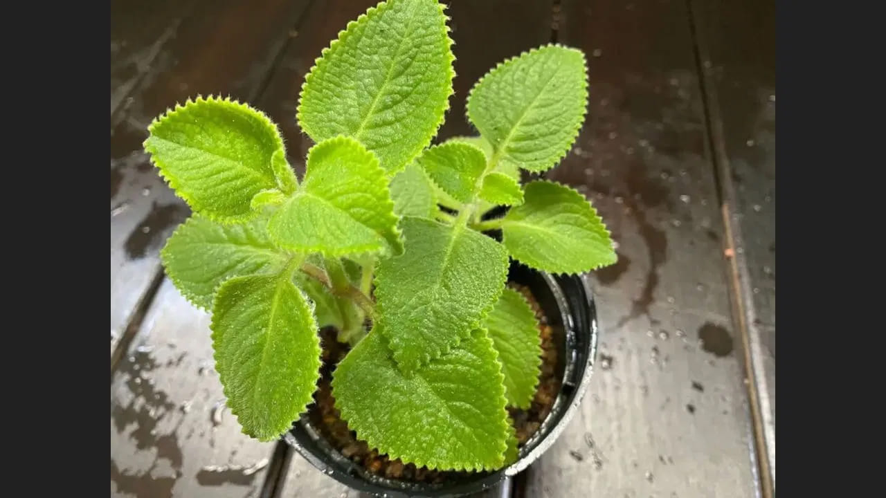 వాస్తు శాస్త్రం మన జీవనశైలితో ఎంతో సన్నిహితంగా ముడిపడి ఉంటుంది. మనం ఇంటిని అలంకరించే విధానం, ఎంచుకునే వస్తువులు, వాటిని ఉంచే దిశ.. ఇవన్నీ మన జీవితంపై ప్రత్యక్ష ప్రభావం చూపుతాయని వాస్తు చెబుతుంది. ఈ నేపథ్యంలో ఇంట్లో మొక్కలను పెంచడం ఎంతో శుభప్రదంగా భావిస్తారు. కొన్ని ప్రత్యేకమైన మొక్కలు మన జీవితంలో సానుకూల శక్తిని పెంచి, కష్టాలను తగ్గించడంలో సహాయపడతాయని నమ్మకం ఉంది.
