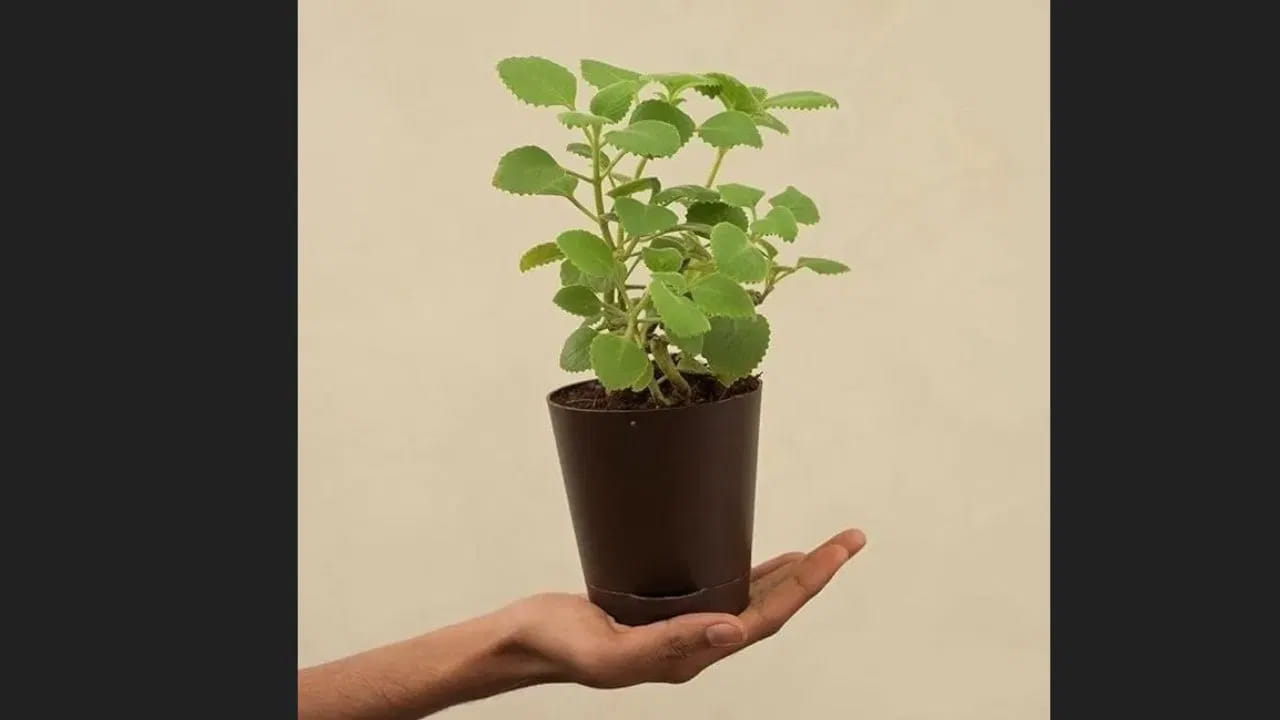 
 ఆర్థిక సమస్యలకు పరిష్కారం: 
ఆర్థిక ఇబ్బందులు ఎదుర్కొంటున్నవారు ఇంట్లో వాము మొక్కను నాటితే, దాని వల్ల ధనసంబంధ సమస్యలు తగ్గి, ఆర్థిక స్థితి మెరుగుపడుతుందని వాస్తు నమ్మకం.

 పరిసరాల శుద్ధి: 
వాము మొక్క ఇంటి వాతావరణాన్ని శుభ్రపరచడంలో సహాయపడుతుంది. ఇది ఇంట్లో ప్రశాంతతను పెంచి, కుటుంబ సభ్యుల మధ్య సానుకూలతను తీసుకువస్తుంది.
