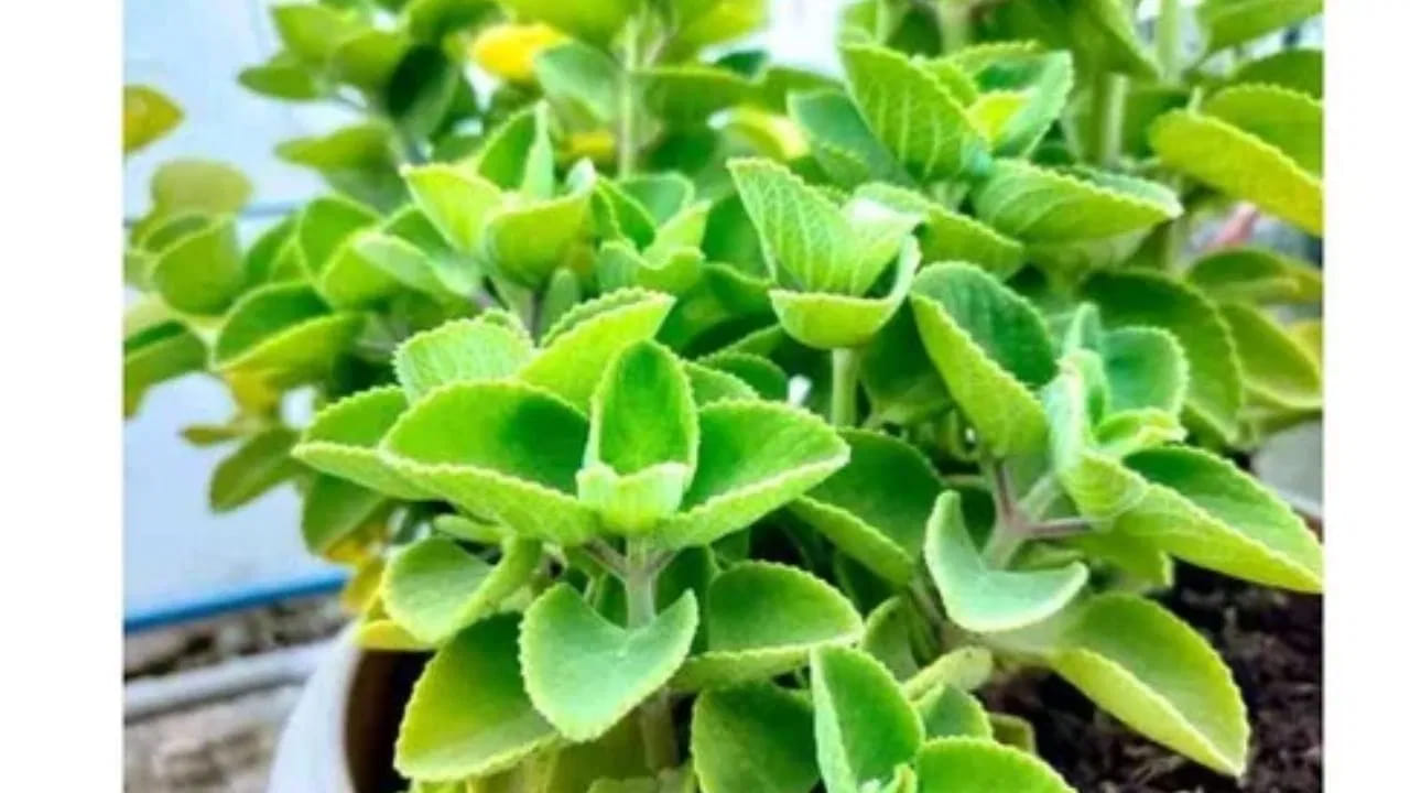 
 సంబంధాల మెరుగుదల: 
ఇంటి సభ్యుల మధ్య తరచుగా కలహాలు జరుగుతున్నప్పుడు, వాము మొక్కను పెంచడం ద్వారా పరస్పర అవగాహన, సఖ్యత పెరుగుతుందని అంటారు.

 పెండింగ్ పనుల పూర్తి: 
చదువు, ఉద్యోగం, వ్యాపారం లేదా వ్యక్తిగత విషయాల్లో నిలిచిపోయిన పనులు పూర్తయ్యేందుకు ఇది సహాయకరంగా ఉంటుందని విశ్వాసం.

 కష్టాల నివారణ: 
జీవితంలో తరచుగా సమస్యలు ఎదురవుతున్నప్పుడు, ఈ మొక్క సానుకూల శక్తిని పెంచి కష్టాలను తగ్గించడంలో సహాయపడుతుందని భావిస్తారు.
