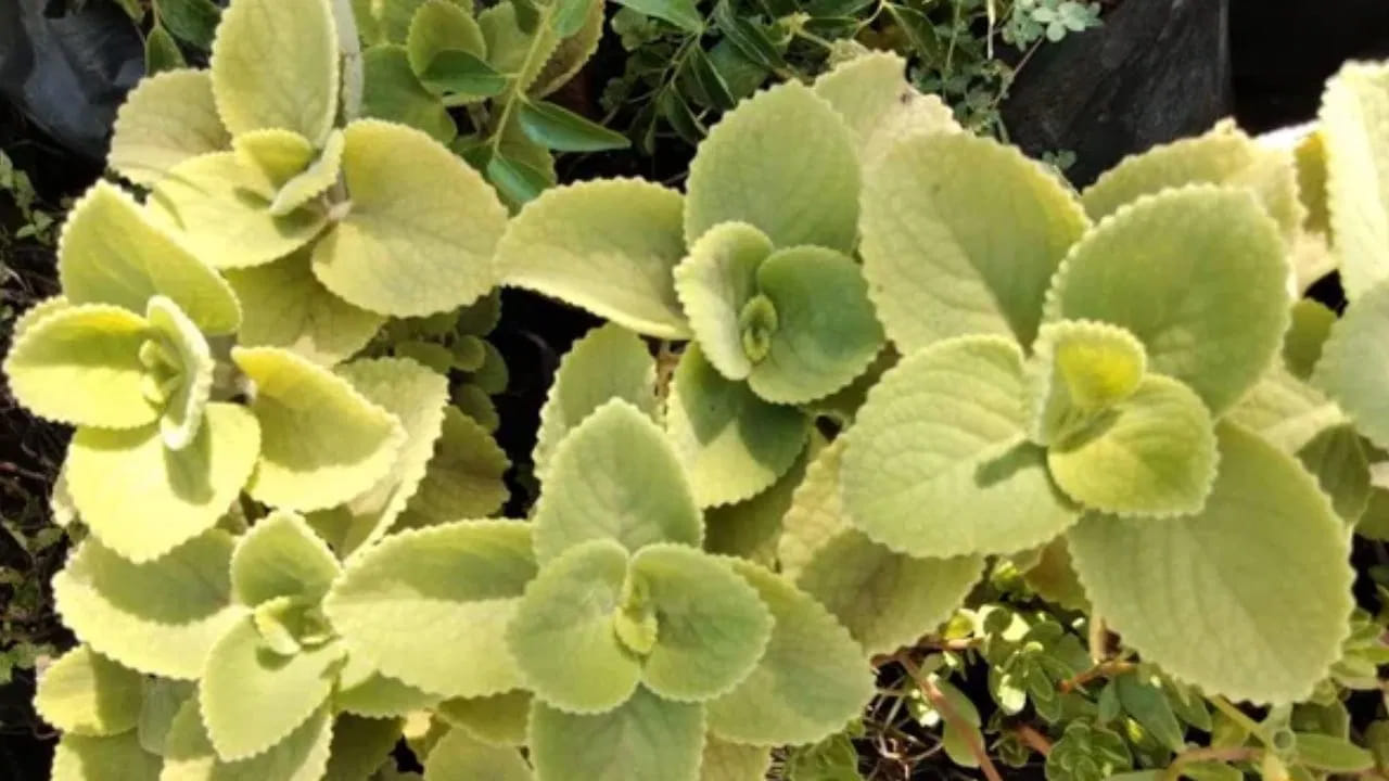 
వాము మొక్క దిశ ప్రాముఖ్యత..  

వాము మొక్కను ఇంట్లో పెంచాలనుకుంటే, దాన్ని సరైన దిశలో నాటడం చాలా ముఖ్యం. వాస్తు ప్రకారం వాయువ్య (North-West) లేదా ఆగ్నేయ (South-East) దిశల్లో వాము మొక్కను ఉంచితే ఉత్తమ ఫలితాలు లభిస్తాయి. ఇలా చేయడం వల్ల ఇంట్లో ఉన్న వాస్తు దోషాలు తగ్గి, సానుకూల శక్తి పెరుగుతుంది.
