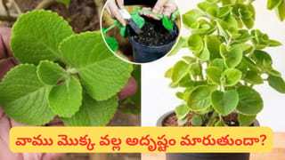 అరటి తొక్కపై కాలు వేస్తే ఎందుకు జారిపడతాం.. దాన్ని వెనకున్న సైన్స్ తెలిస్తే నోరెళ్లబెడతారు..