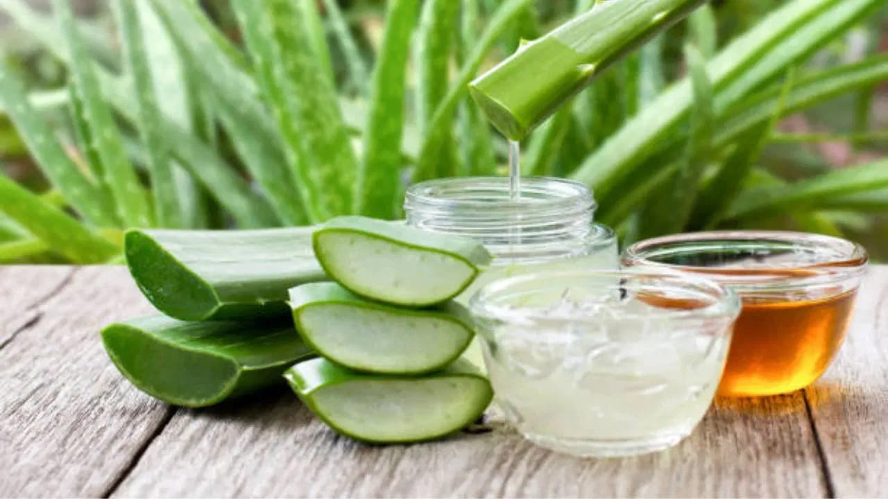  భానుడి భగభగలు మొదలయ్యాయి. ఎండల తీవ్రత పెరగడంతో బాటు శరీరంలో నీటి శాతం తగ్గి నీరసం, జీర్ణ సమస్యలు తలెత్తుతుంటాయి. ఈ వేసవిలో మనల్ని ఆరోగ్యంగా, తాజాగా ఉంచేందుకు ప్రకృతి ప్రసాదించిన అద్భుత వరం కలబంద. కేవలం చర్మ సౌందర్యానికే కాకుండా ఆరోగ్యానికి కూడా కలబంద మేలని నిపుణులు సూచిస్తున్నారు.
