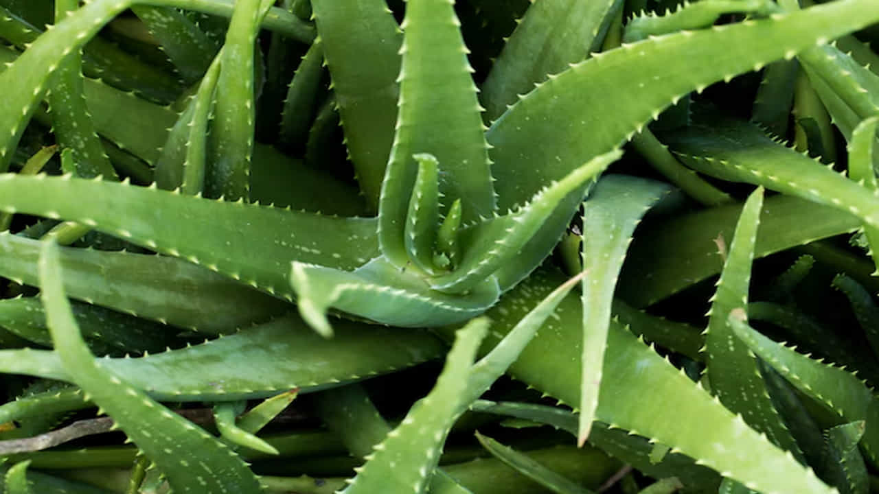 అలోవెరా (Aloe Vera): కలబంద కేవలం చర్మ సౌందర్యానికే కాదు, ఇంటిని చల్లబరచడానికి కూడా ఉపయోగపడుతుంది. ఇది గాలిలోని వేడిని గ్రహించి ఆక్సిజన్ స్థాయిని పెంచుతుంది. తక్కువ నీటితో, తక్కువ సంరక్షణతో ఇది సులభంగా పెరుగుతుంది.