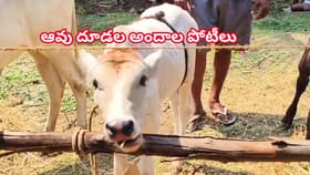 మురిపించిన లేగ దూడలు.. అమలాపురంలో సందడిగా ఆవు దూడల అందాల పోటీలు!