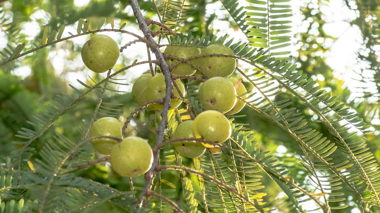 ఉసిరికాయలను తీసుకుని నీటిలో శుభ్రం చేసి స్టవ్ మీద గిన్నె పెట్టి 20 నిమిషాల పాటు బాగా ఉడికించాలి. ముక్కలు మెత్తగా అయ్యేవరకు దాని మీదే ఉంచండి.