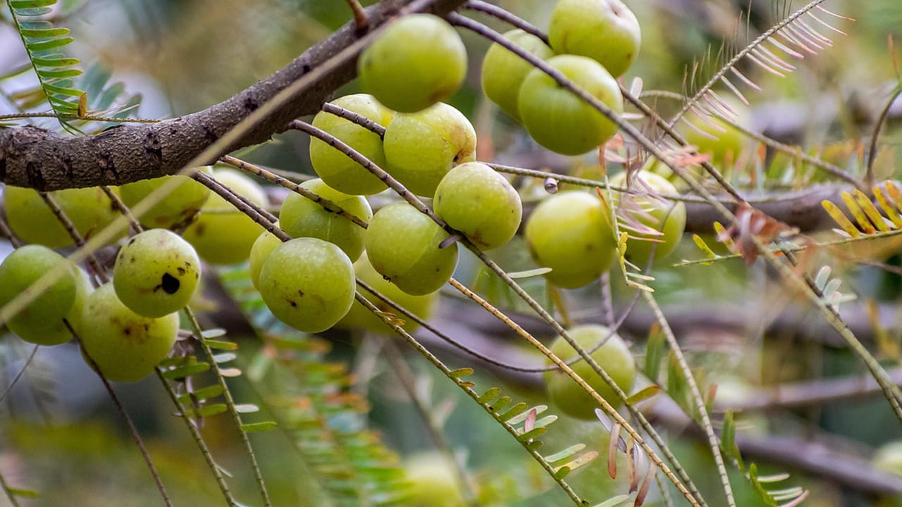 ఉడికిన ఉసిరి కాయలను వడపోసి ఒక ప్లేట్ లోకి తీసుకోవాలి. ఇప్పుడు వాటి మీద బెల్లం తురుమును వేసి బాగా కలపండి.
ఆ తర్వాత సన్నని మంట మీద ఉసిరికాయల మిశ్రమాన్ని ఉడికిస్తే బెల్లం నెమ్మదిగా కరిగి మురబ్బా జ్యూసీగా అవుతుంది. దించే ముందు కొద్దిగా యాలకుల పొడిని మిక్స్ అయ్యేలా తిప్పుకోవాలి.